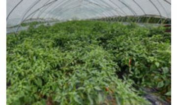 樂購家庭農(nóng)場(chǎng)全景圖